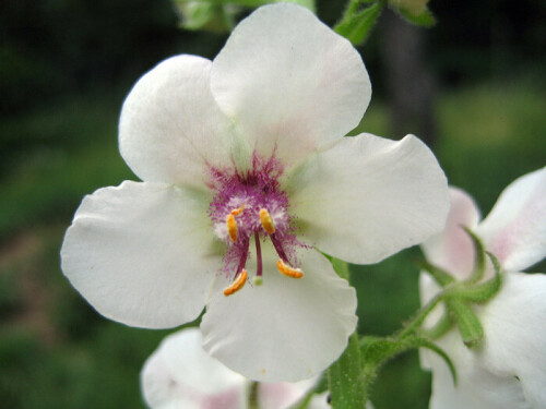 schabenkraut-verbascum-blattaria-1976ee9113696e913eb9.jpeg