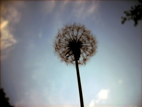 pusteblume-beim-sonnenuntergang-374994260c5e177de2f4.jpeg