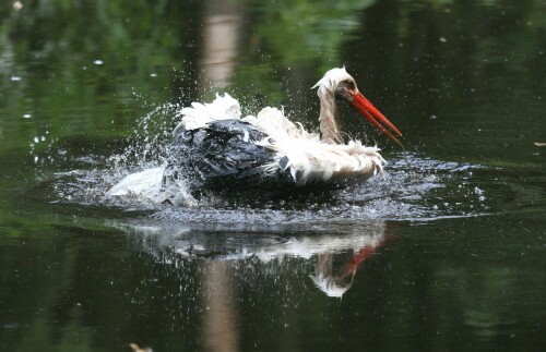 badender-storch-3384.jpeg