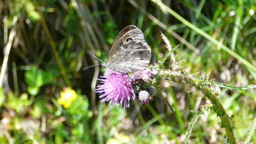 schmetterling-1-1907e8495bfe013e921c.jpeg