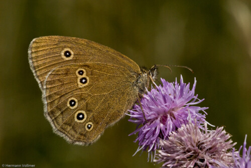 brauner-waldvogel-18457293b644a098701c.jpeg