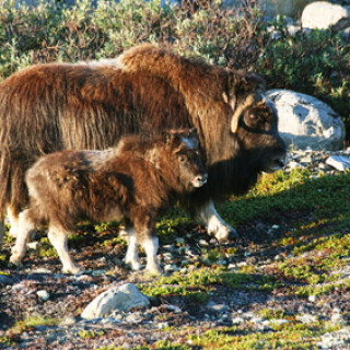 moschusochse-mit-kalb-1896.jpeg