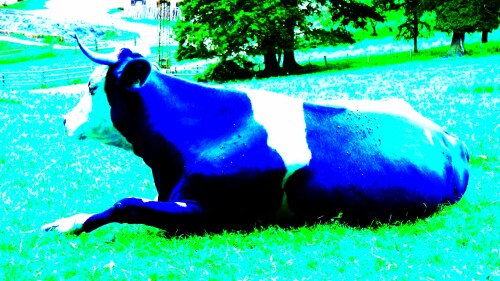 blaue-kuh-1989a7edc477b397a3ea.jpeg