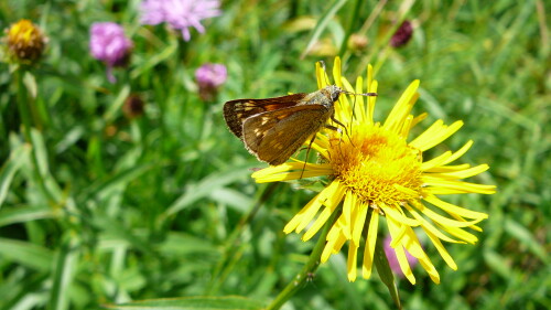 schmetterling-3-19096c5eb10d4cc8a259.jpeg