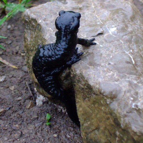 alpensalamander-salamandra-atra-49971a5f23fcf3dcbeee.jpeg