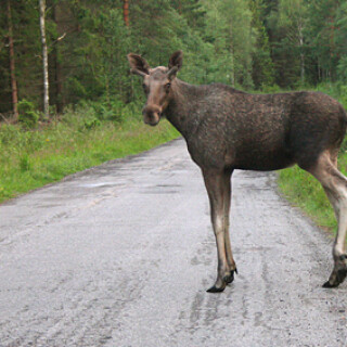 elch-am-weg-1894.jpeg