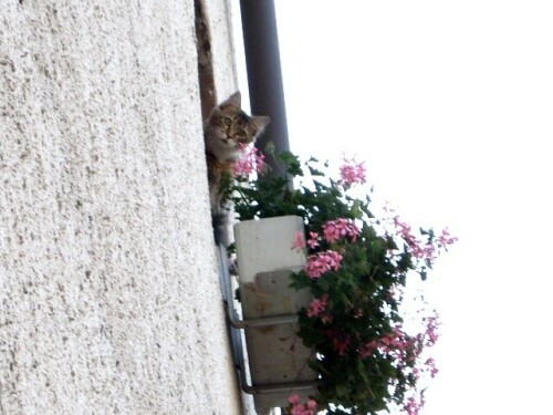 hauskatze-3286a5f59645f6b160a8.jpeg
