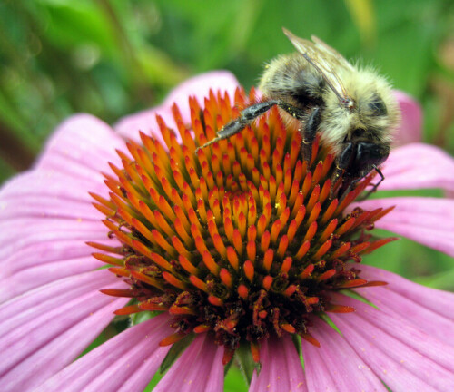 hummel-19326864df6918e69df8.jpeg