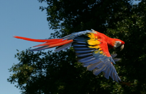 ara-im-flug-3381.jpeg