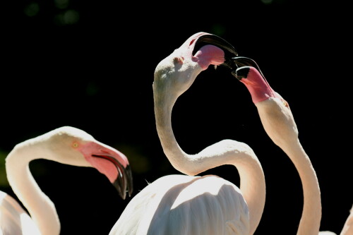 flamingos-3380.jpeg