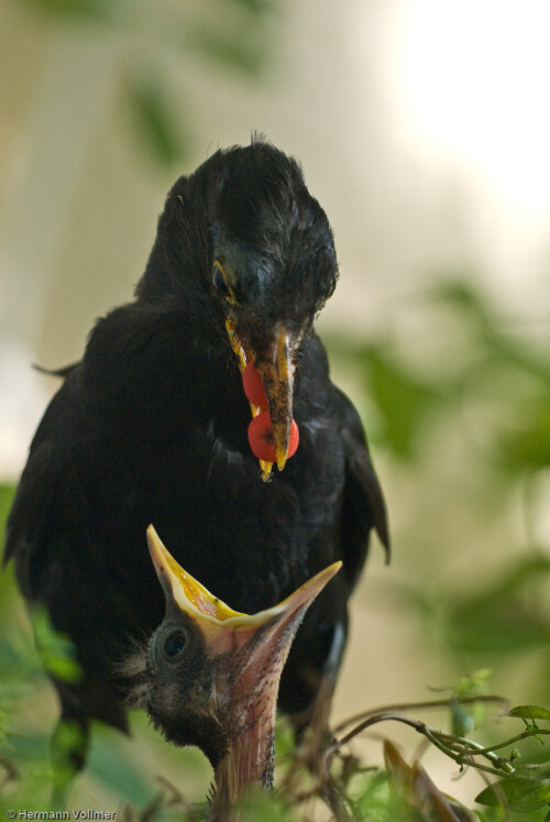 amsel-futternd-2007db4680e3f4f877b3.jpeg