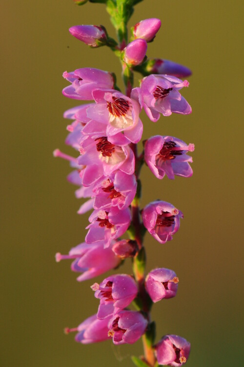 heide-calluna-vulgaris-2015.jpeg