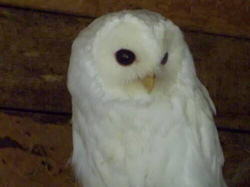 waldkauz-albino-3345cecaabb7e54cf583.jpeg