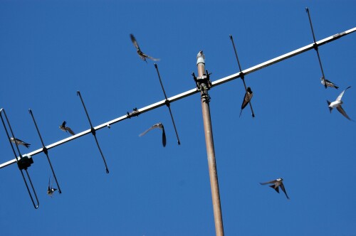 schwalbenflug-21043afb70853ae381b7.jpeg