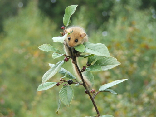 haselmaus-732633cb5250c5c18b24.jpeg