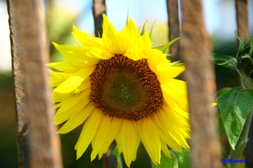 gefangene-sonnenblume-4698d4ded9446b252b75.jpeg