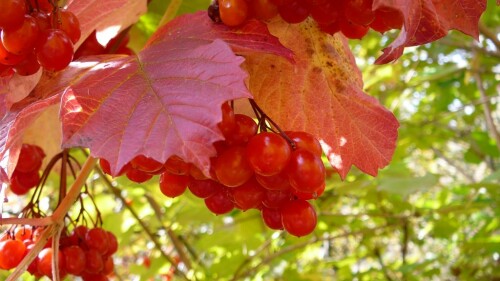 rote-beeren-228205ca91e7eb9bf2de.jpeg