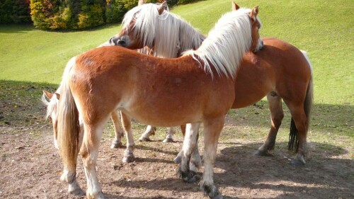 haflinger-pferde-2279c572a269d3948ab2.jpeg