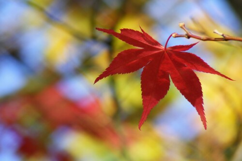 oktober-397990b2b9ea7f65717e.jpeg