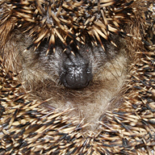 igel-eingerollt-2416.jpeg