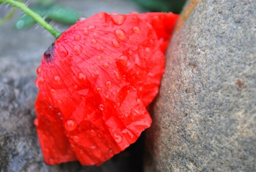 nach-dem-regen-2359.jpeg