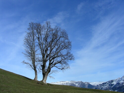 baumgruppe-im-gebirge-4563395feaa7710ea736.jpeg