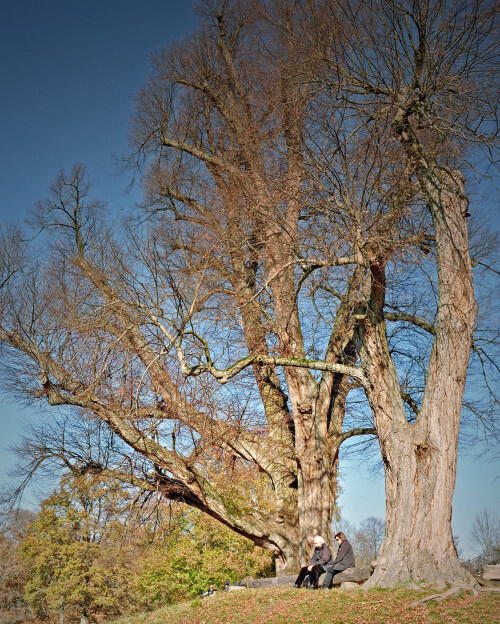linden-am-barenschlossle-2571.jpeg