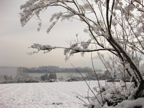 insel-mainau-im-winter-7977.jpeg