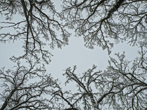 lindendom-im-winter-2434.jpeg