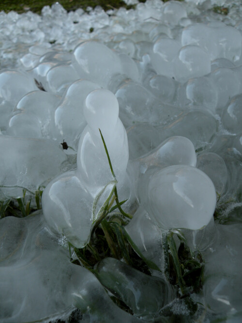 eisschafer-mit-herde-25547477d3370a85573e.jpeg