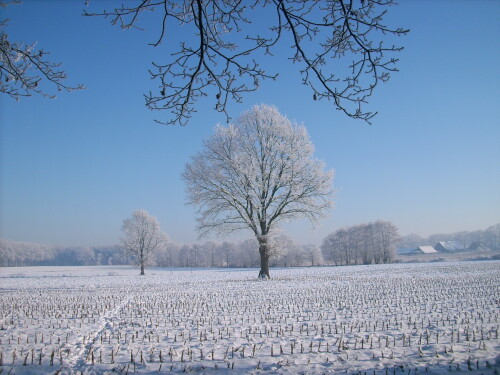 winter-2818.jpeg