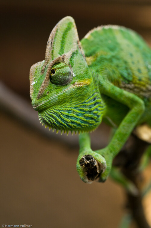 junges-jemen-chamaeleon-26001aac7b0b96c65606.jpeg