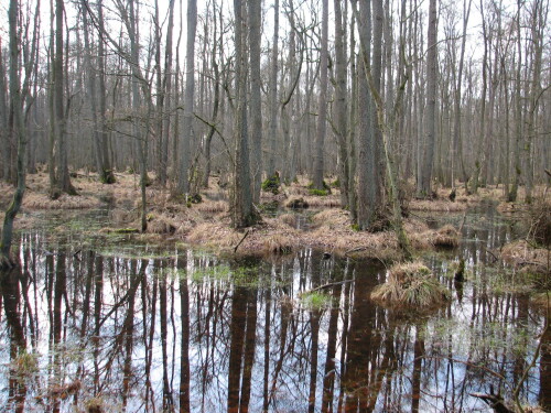 bruchwald-2768.jpeg