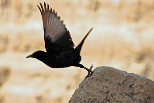 tristram-s-bird-4928.jpeg