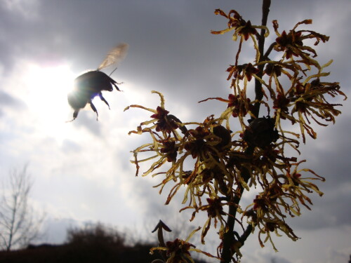 hummel-im-abflug-2926220408c0d0137f9c.jpeg