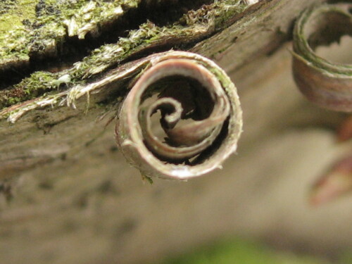 spirale-2829.jpeg