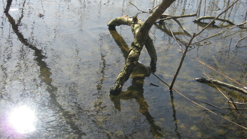am-see-2828.jpeg