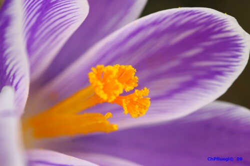 blumenmakro-4650a4867f7a766dbc04.jpeg