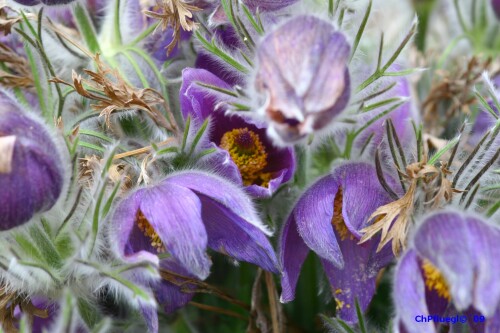blumenwirrwarr-46487e96c24437594910.jpeg