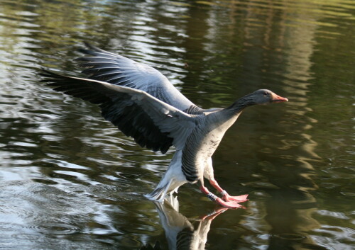 landende-graugans-auf-dem-wasser-3390.jpeg