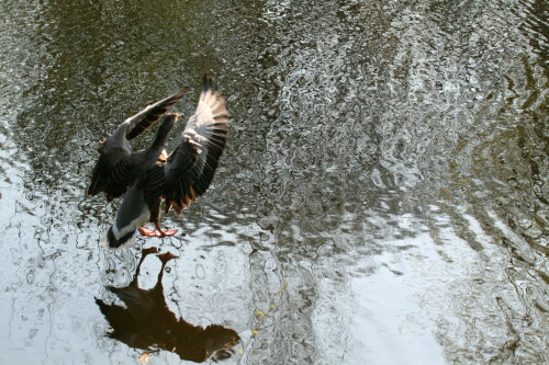 graugans-im-landeanflug-auf-das-wasser-3356.jpeg