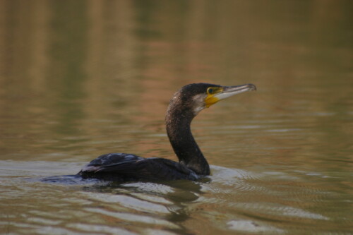 kormoran-3315.jpeg