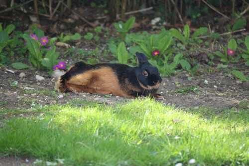 kaninchenweibchen-2955a7ca4d2b5b7c045f.jpeg