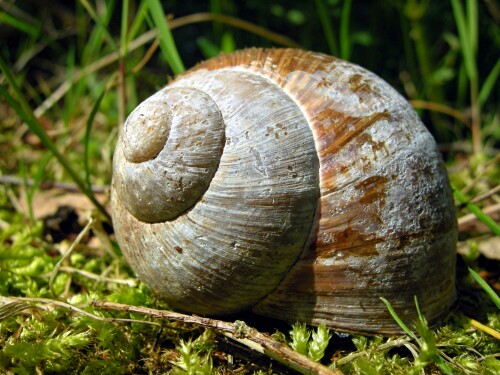 weinbergschnecke-4183.jpeg