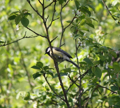 blaumeise-2953b1f2688b5d7de882.jpeg