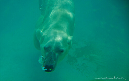 diving-icebear-3722.jpeg