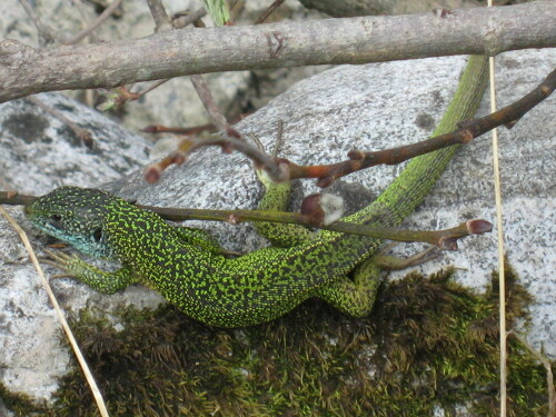 salamander-3163.jpeg