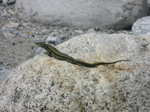 salamander-3168.jpeg