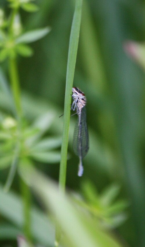 libelle-3160c0d80aaa6a6d2cf5.jpeg