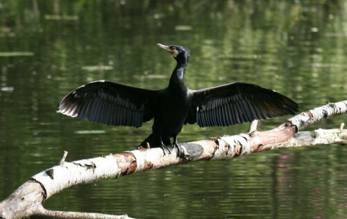 kormoran-3391.jpeg